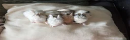 Mixed Breed rabbits for sale: 9x MINI LION LOP BUNNIES READY SEPTEMBER  - Advert 8