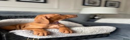 Hungarian Vizsla dogs for sale: 2 Hungarian vizlas available  - Advert 4