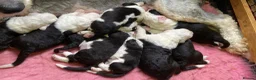 Old English Sheepdog dogs for sale: Stunning KC Registered Old English Sheepdog Pups - Advert 5