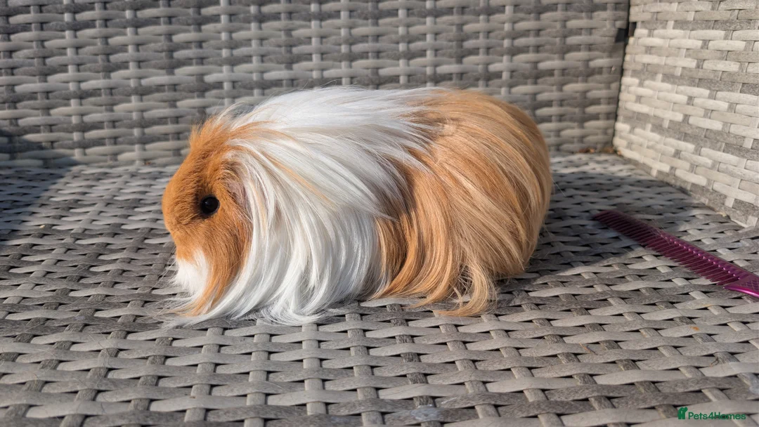 Guinea Pig rodents for sale: Sheltie and Coronet guinea pig girls  - Advert 4