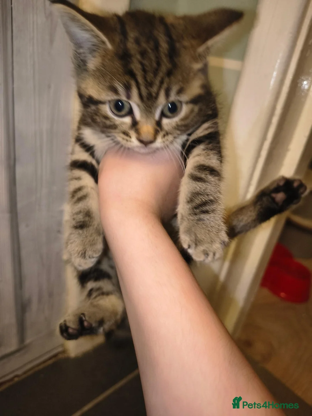 Mixed Breed cats for sale: 2 beautiful Male kittens - Advert 5
