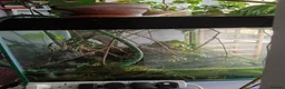 Axolotl reptiles for sale: Professional axolotl setup and 4 axolotl. in Neath - Advert 4