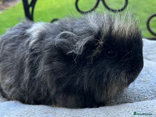 Guinea Pig rodents Baby guinea pigs, life time help and support. - Advert 16