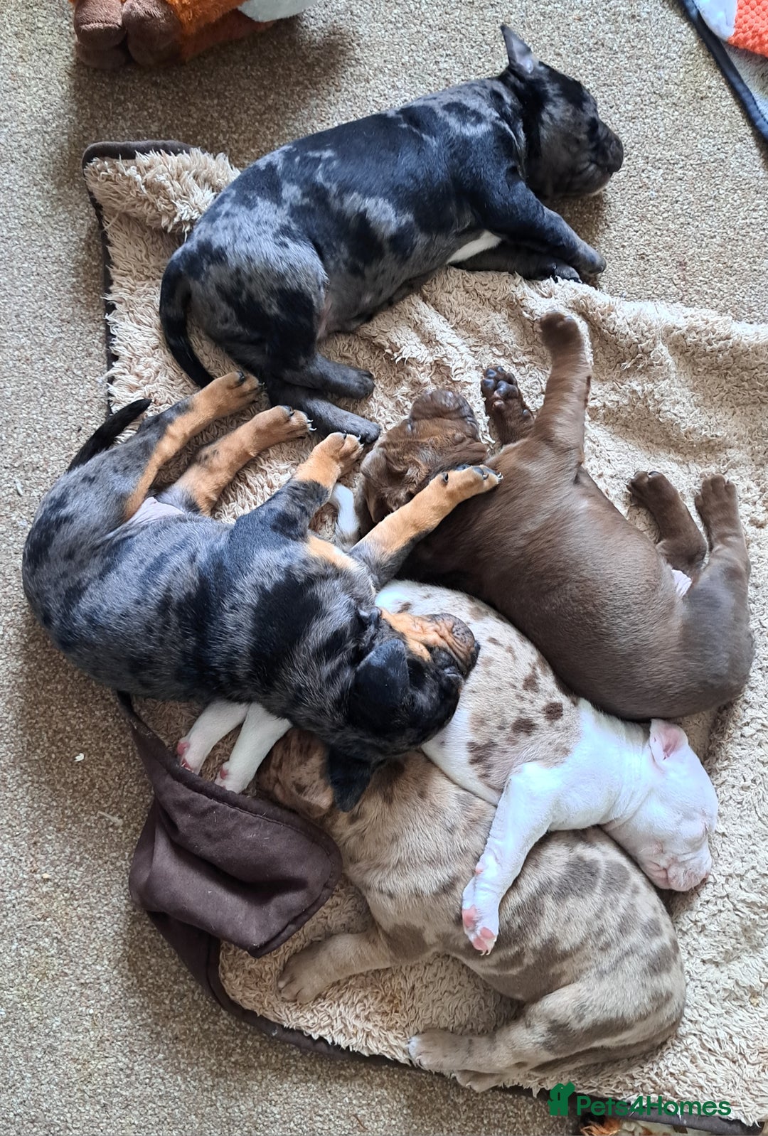 American Bulldog dogs for sale: Chunky American Bulldog Pups - Image 2