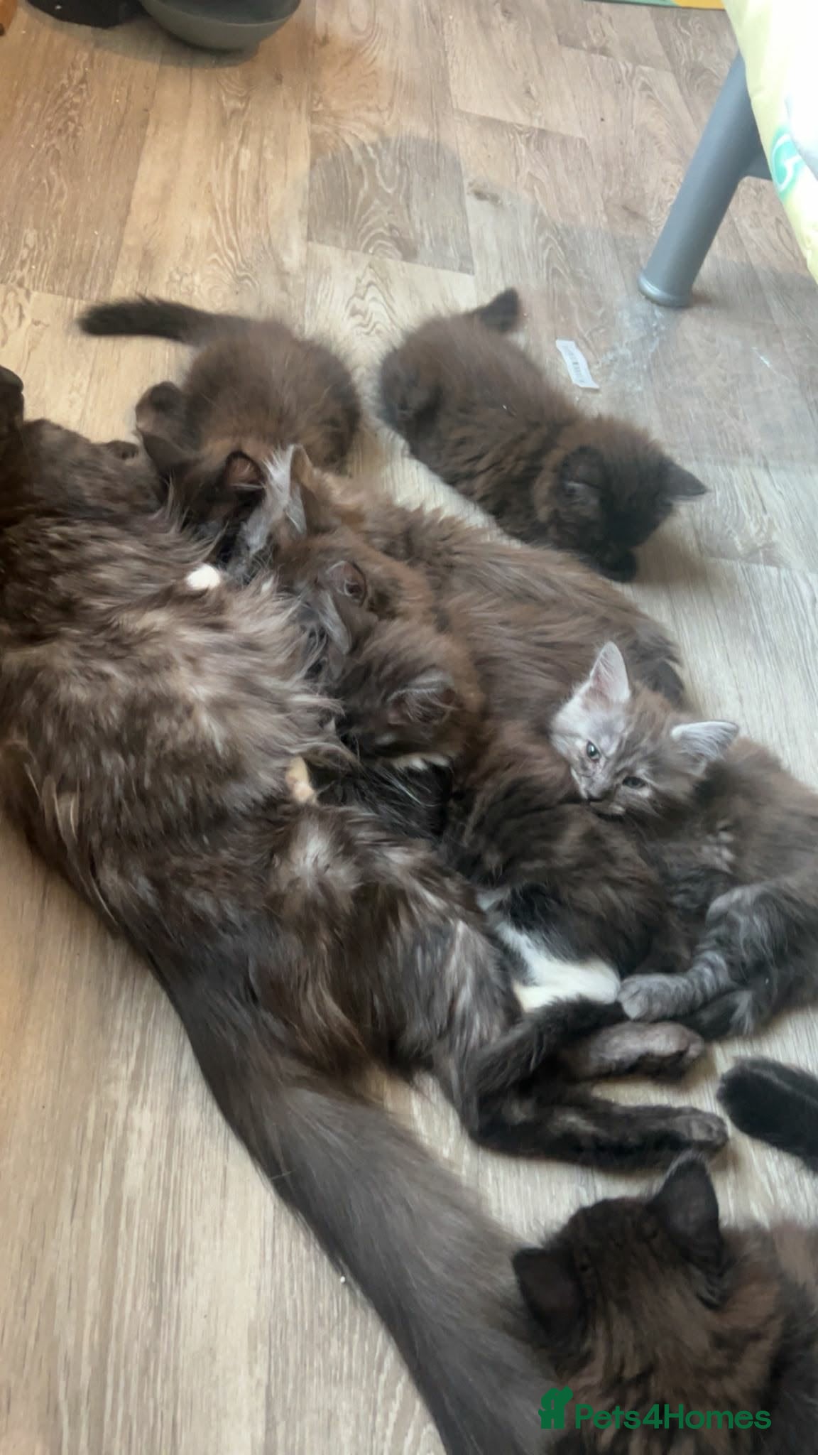 Ragcoon cats for sale: Ragcoons *dna tested parents * - Advert 19