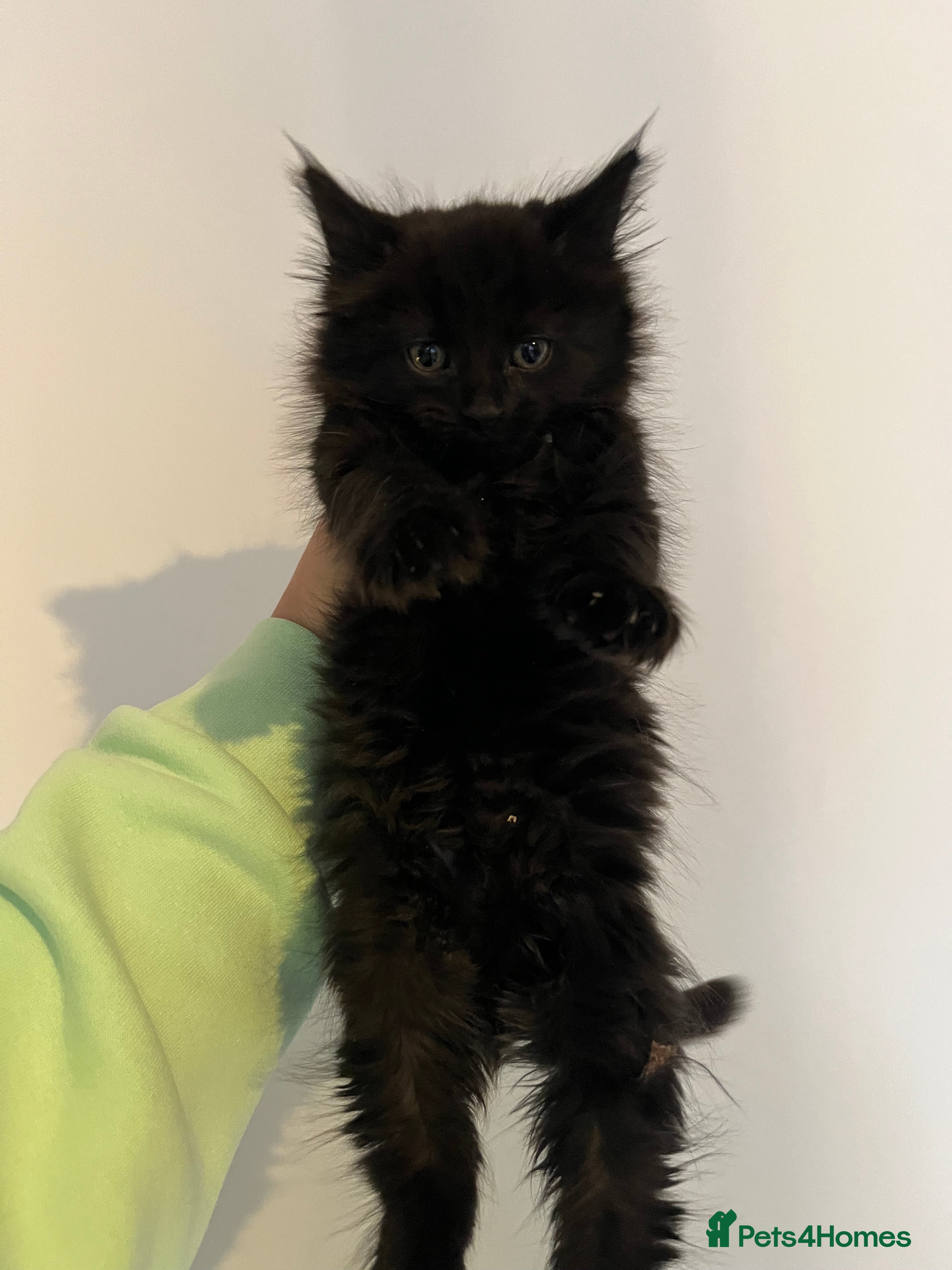 Mixed Breed cats RAGDOLL X BSH kittens  - Advert 1