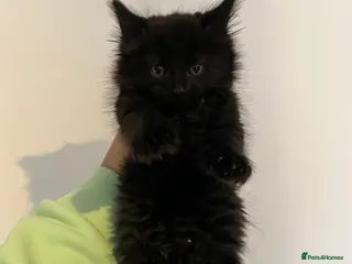 Mixed Breed cats RAGDOLL X BSH kittens - Advert 1