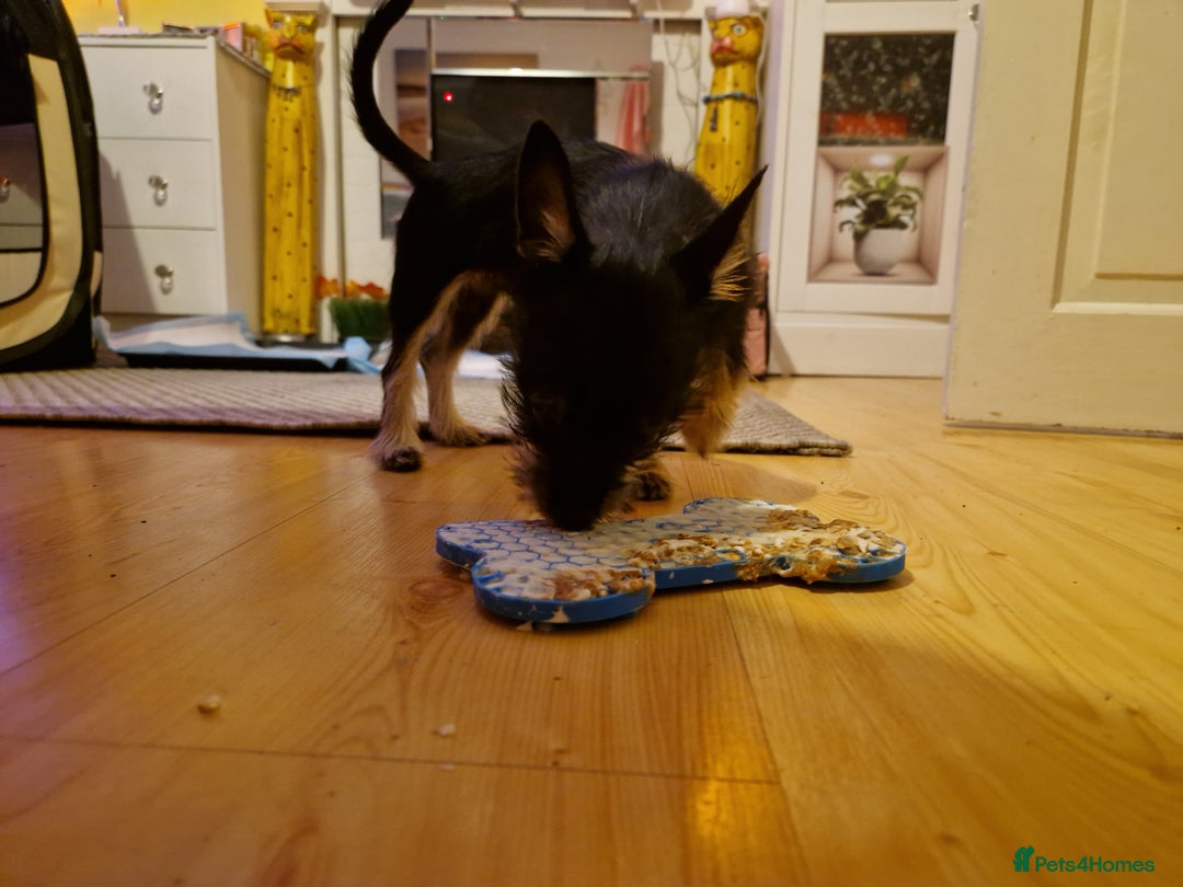 Chorkie dogs for sale: Chorkie called Angel - Advert 7