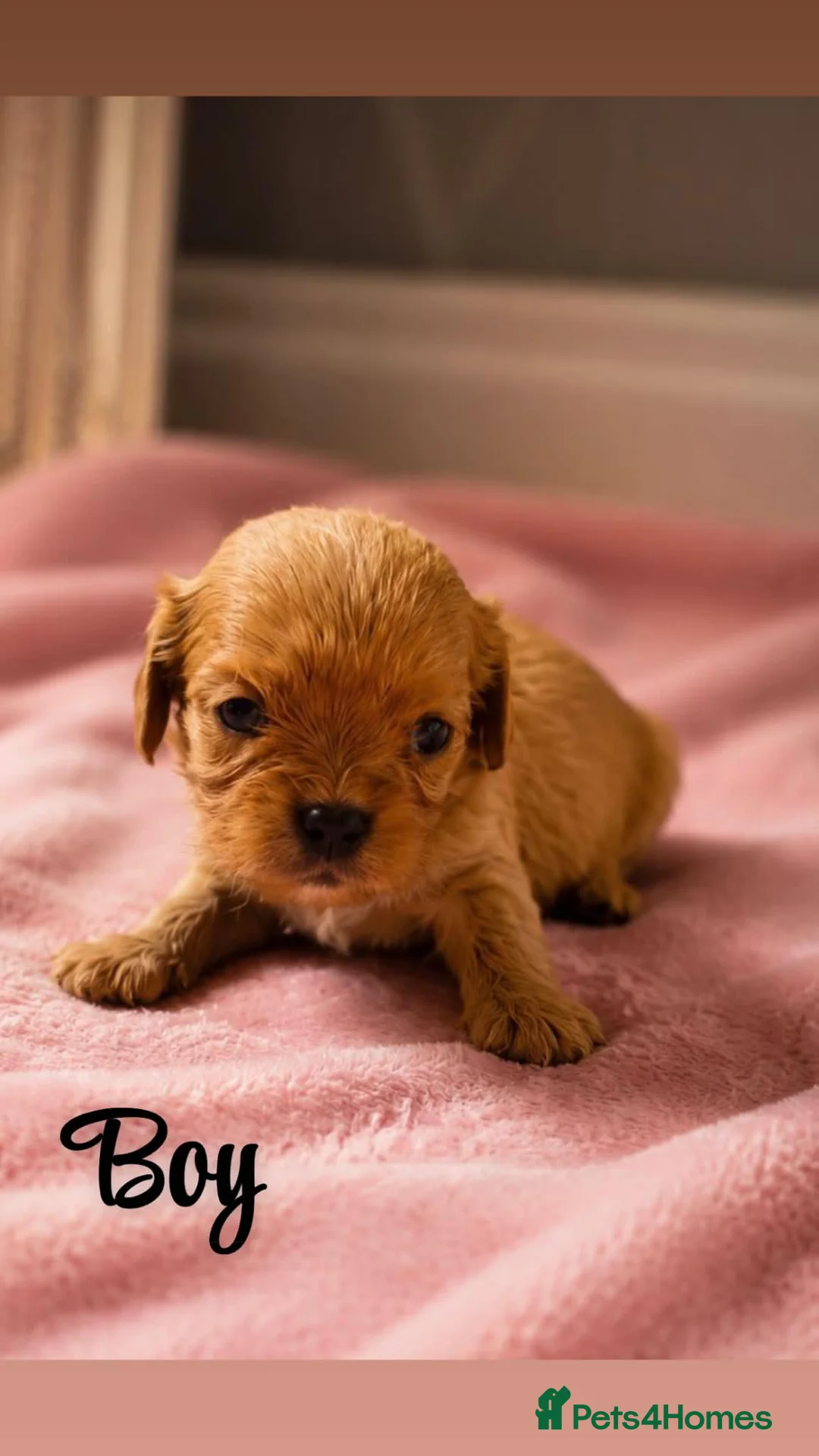 Cavalier King Charles Spaniel dogs for sale: Stunning litter of King Charles cavalier puppy’s  - Advert 9
