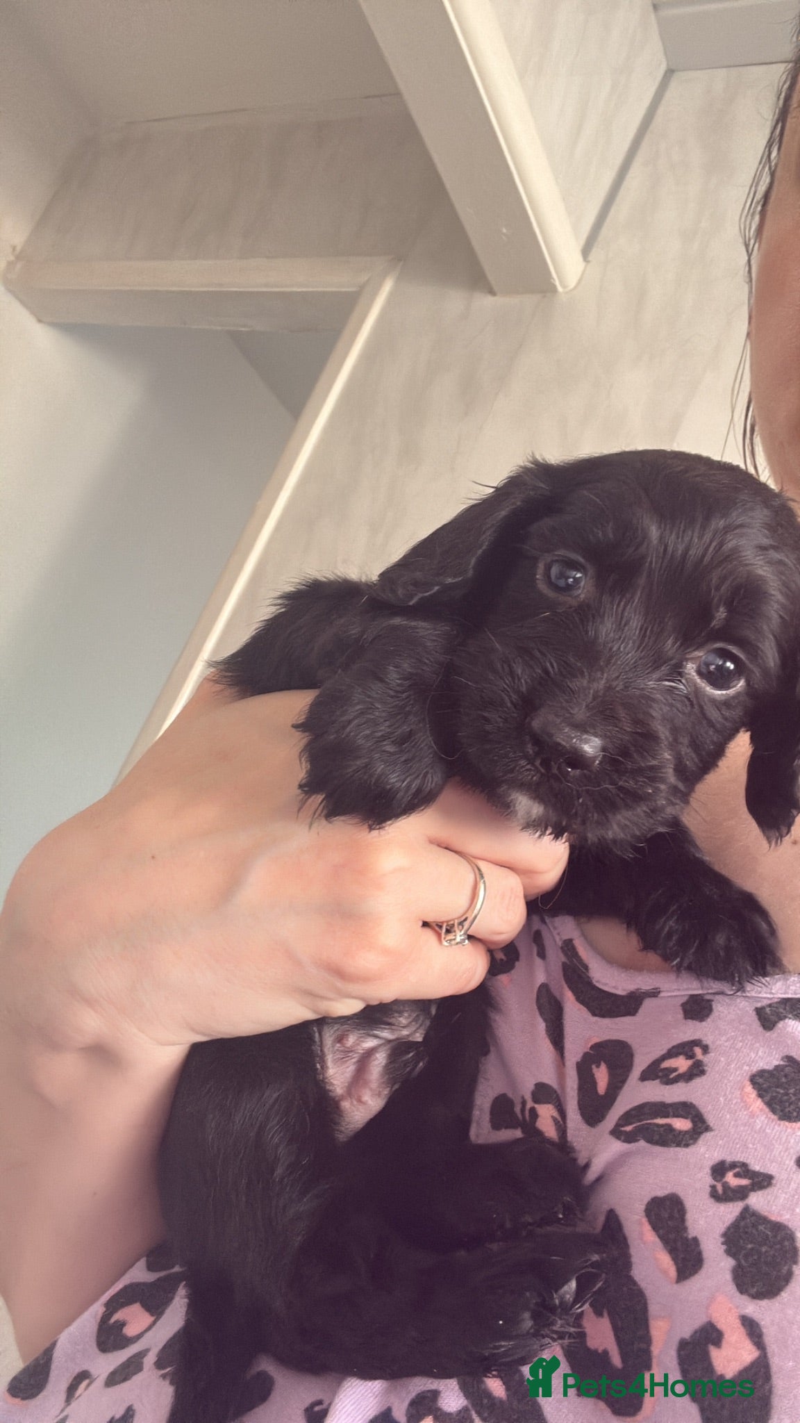 Cocker Spaniel dogs 1 boy cocker spaniel left  - Advert 15