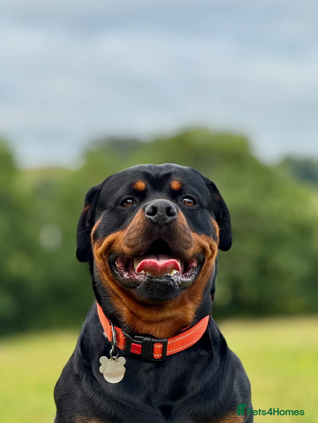 Rottweiler dogs for stud: Health tested KC champion bloodline stud - Advert 7