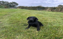 Labrador Retriever dogs for sale: Labrador  - Image 2