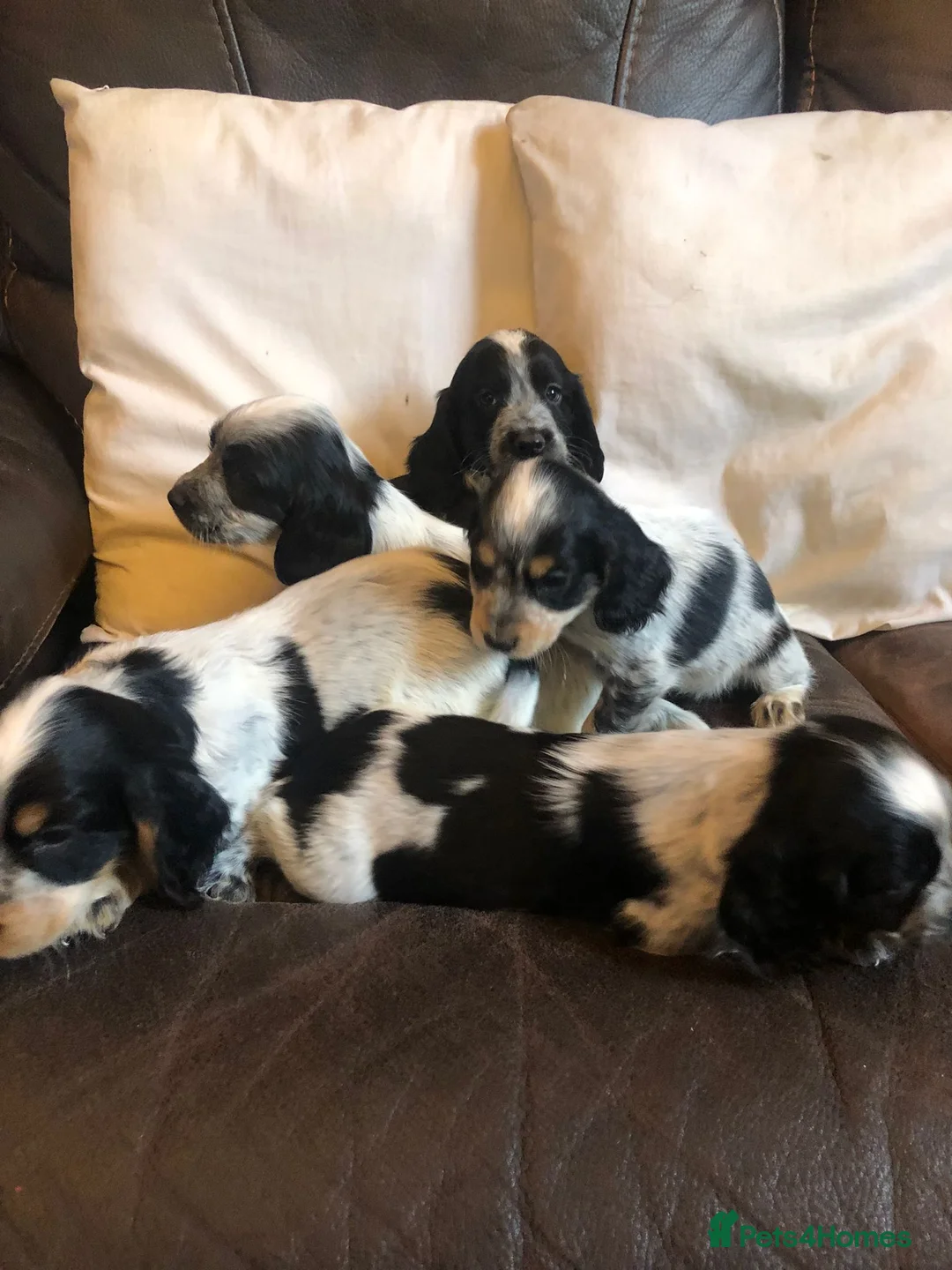 Cocker Spaniel dogs for stud: ACE STANDING AT STUD in Southampton - Advert 6