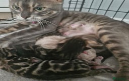Bengal cats for sale: Pedigree Health Tested TICA Bengal Kittens - Image 29