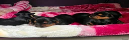 Yorkshire Terrier dogs for sale: 💕Yorkshire Terrier puppies.💕 - Advert 4