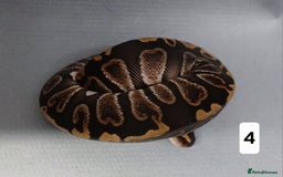 Python Snake reptiles for sale: Royal Python Morphs Females  - Image 6