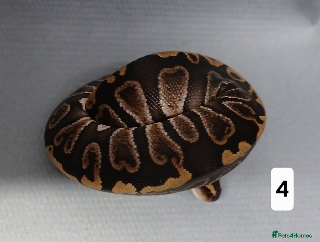 Python Snake reptiles for sale: Royal Python Morphs Females  - Image 6