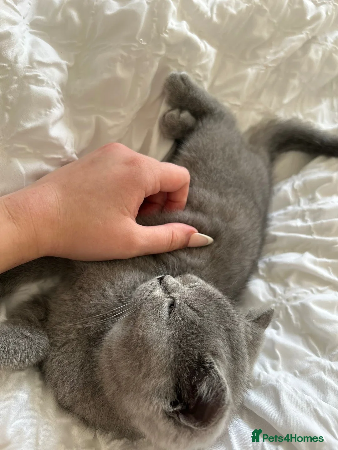British Shorthair cats for sale: British short haired  in Ilkeston - Advert 4
