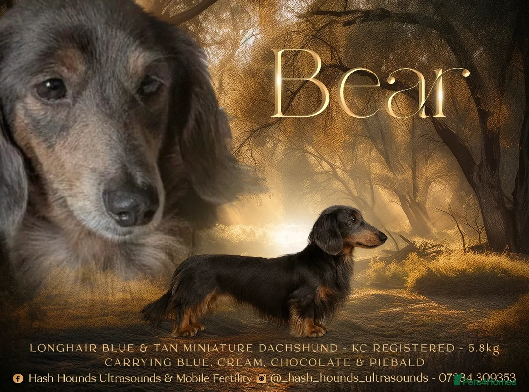 Miniature Dachshund dogs for stud: Long Haired Miniature Blue and Tan Stud - Advert 1