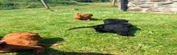 Cavapoo dogs for sale: Beautiful F2 Cavapoos - Advert 13
