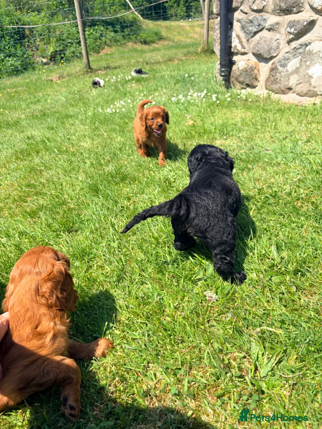 Cavapoo dogs for sale: Beautiful F2 Cavapoos - Advert 13