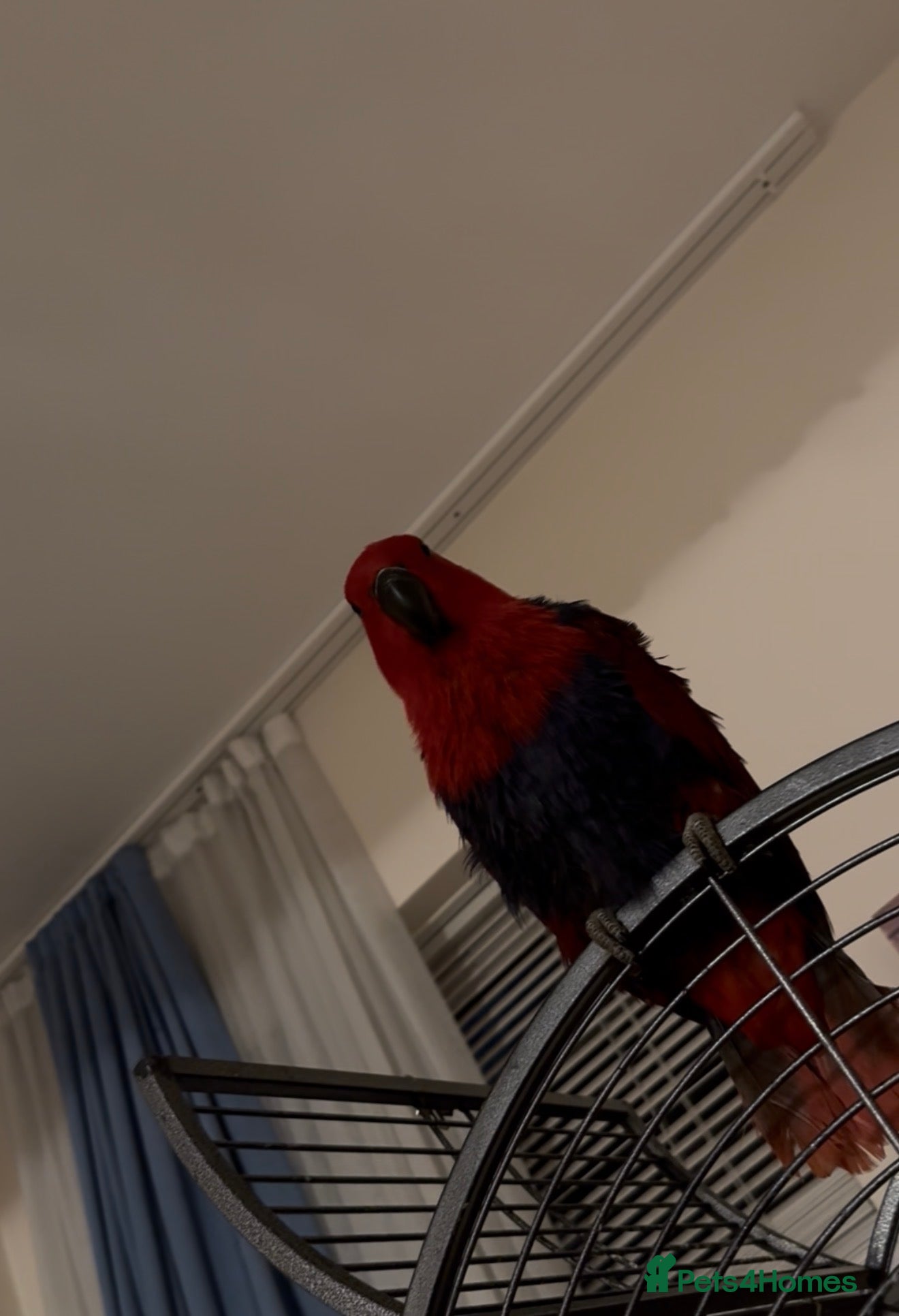 Parrots birds for sale: Eclectus parrot - Advert 5