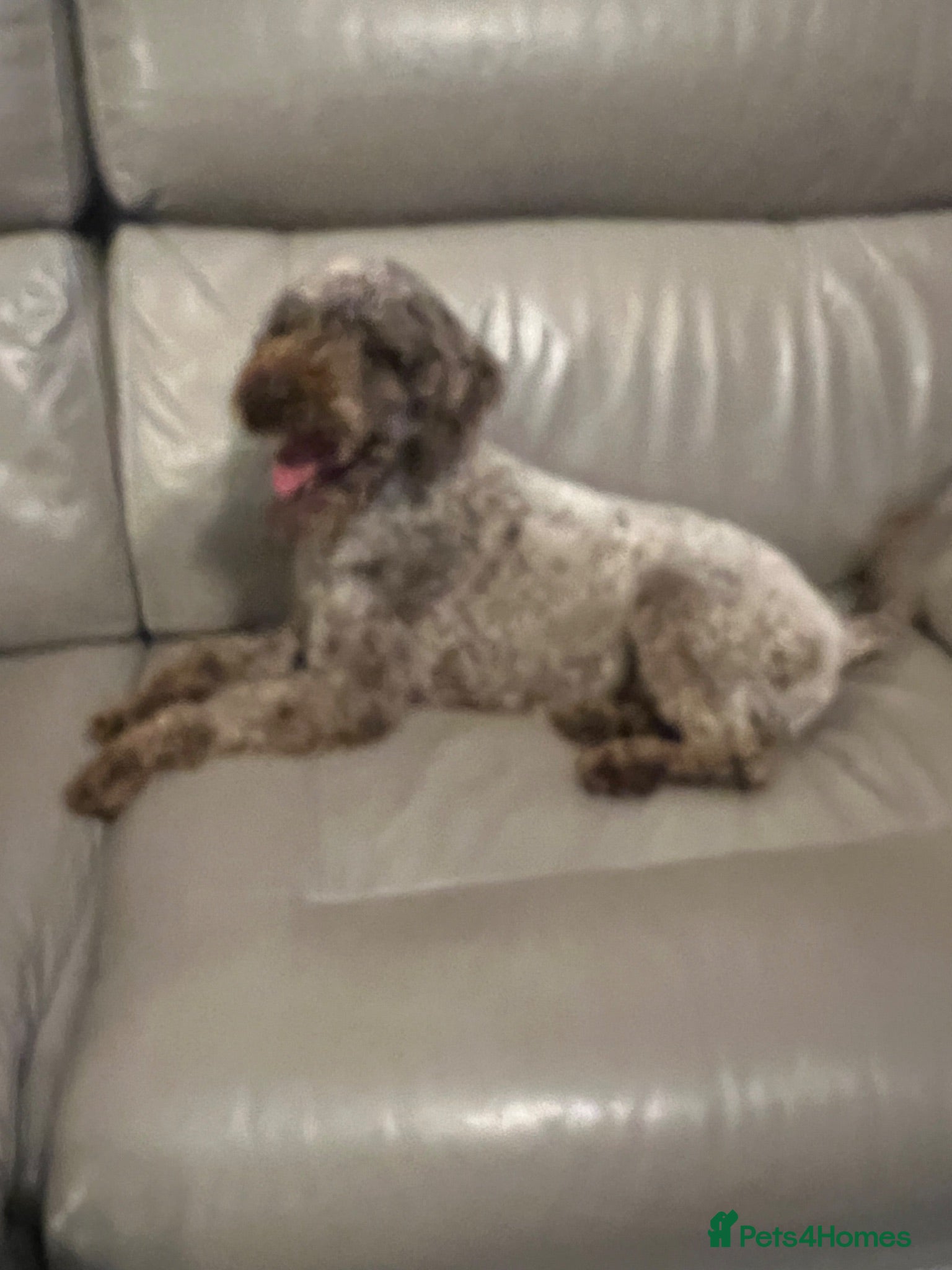 Miniature Poodle dogs Miniature poodle 3 years old.  - Advert 1