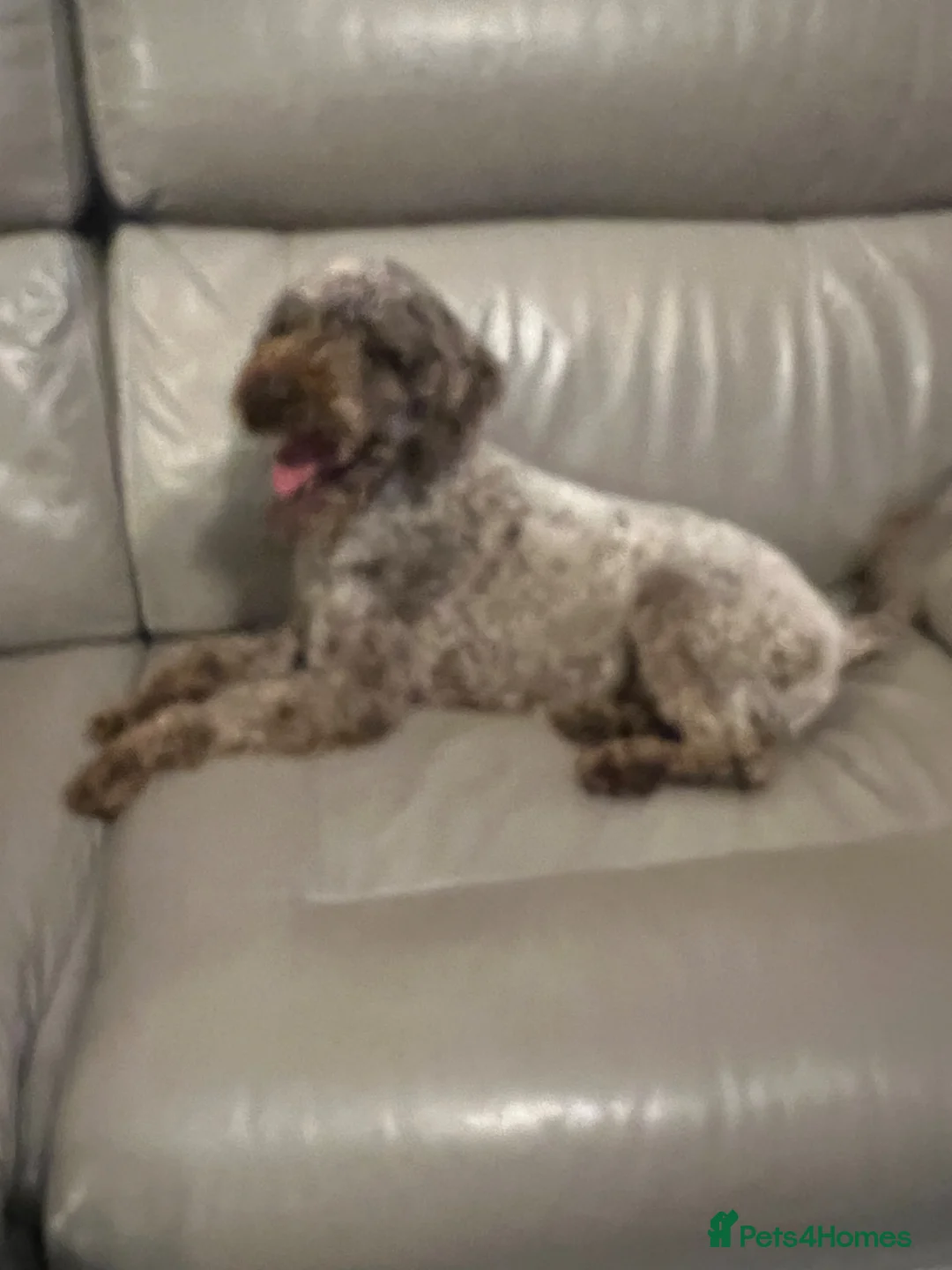 Miniature Poodle dogs for sale: Miniature poodle 3 years old.  - Advert 1