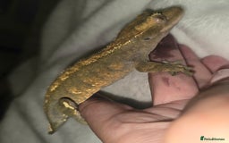 Gecko reptiles for sale: Proven Harlequin Female  - Image 3