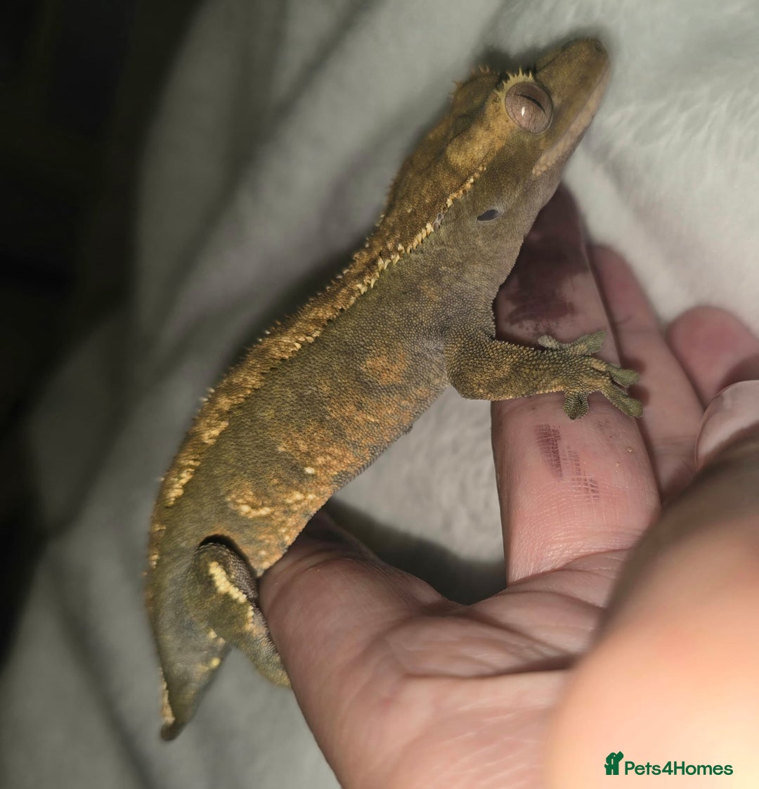 Gecko reptiles for sale: Proven Harlequin Female  - Image 3
