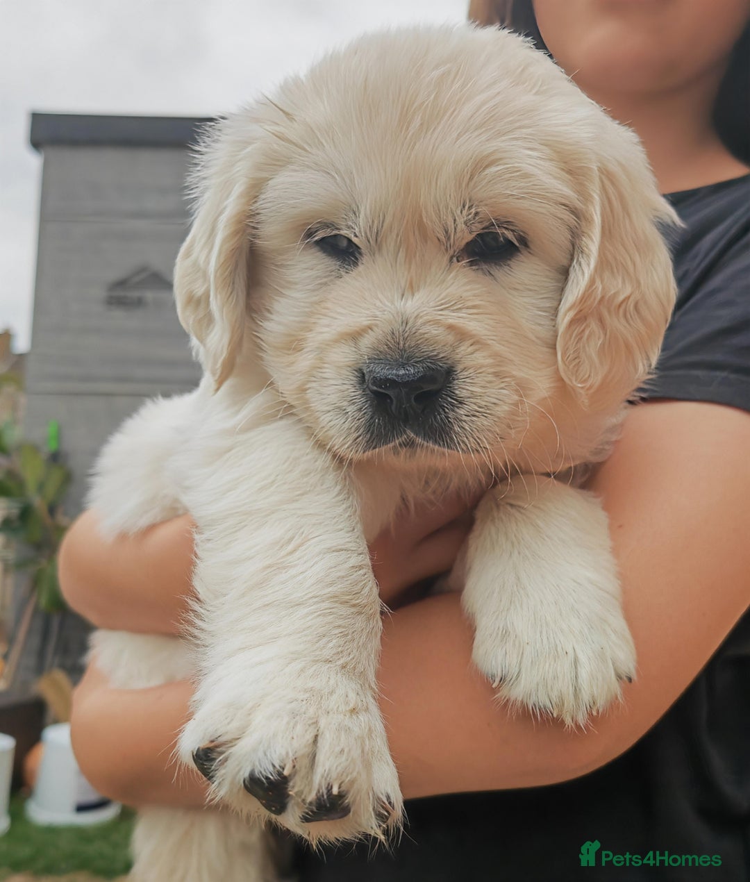 Golden Retriever dogs for sale: Gorgeous Golden Retriever Puppies  - Image 13