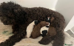 Cavapoo dogs for sale:  Stunning F1b girl cavapoo puppies,rare tri colour - Image 6