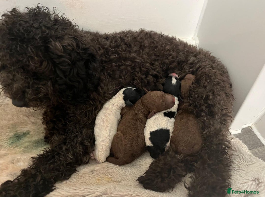 Cavapoo dogs for sale:  Stunning F1b girl cavapoo puppies,rare tri colour - Image 6