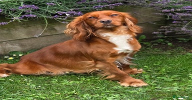 Cocker Spaniel dogs - Advert 5