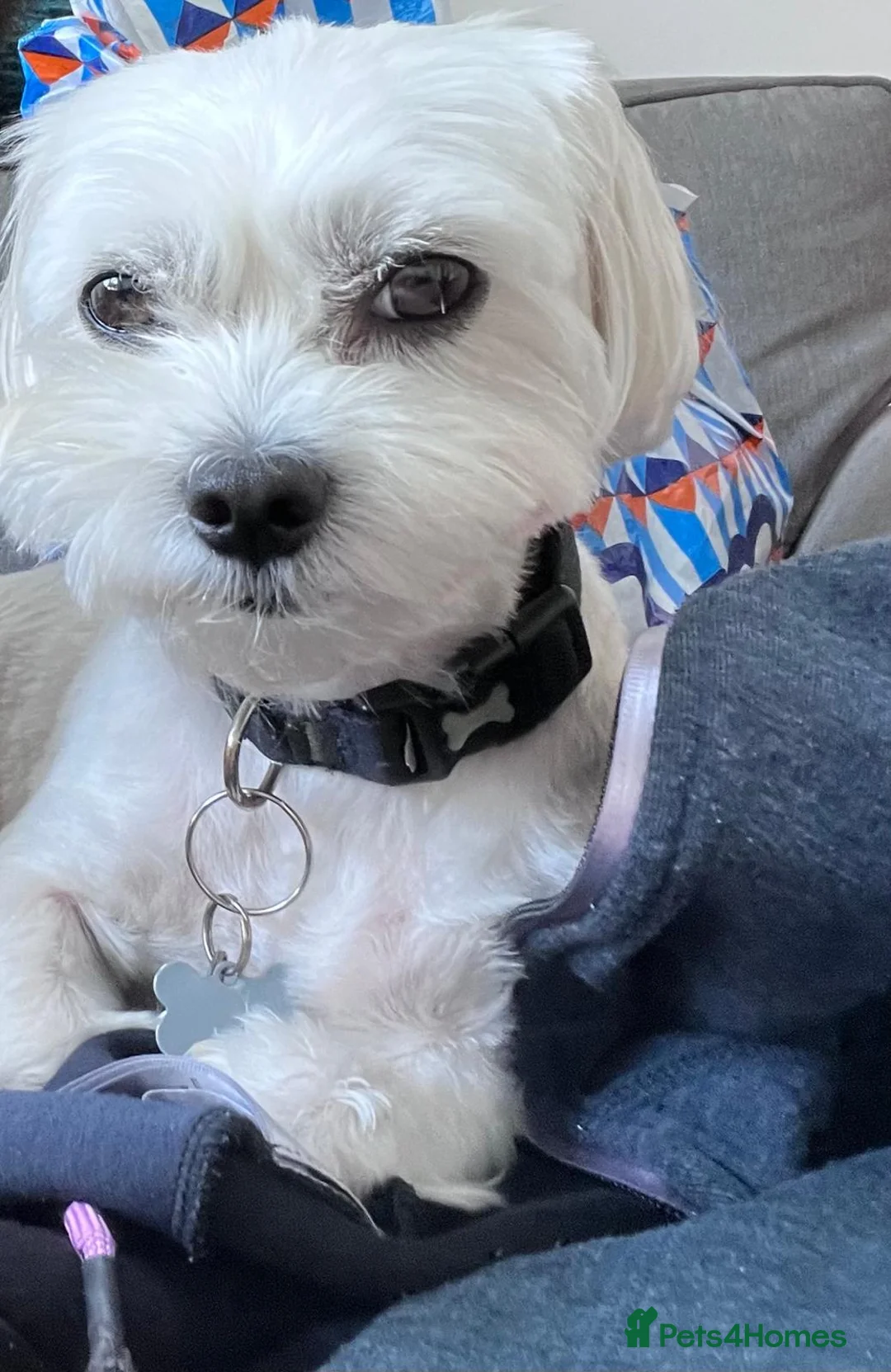 Maltese dogs for sale: 5 maltese puppies for sale  - Advert 10