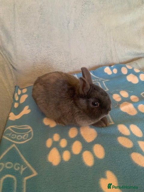 Netherland Dwarf rabbits Netherland Dwarf Rabbits - Advert 1