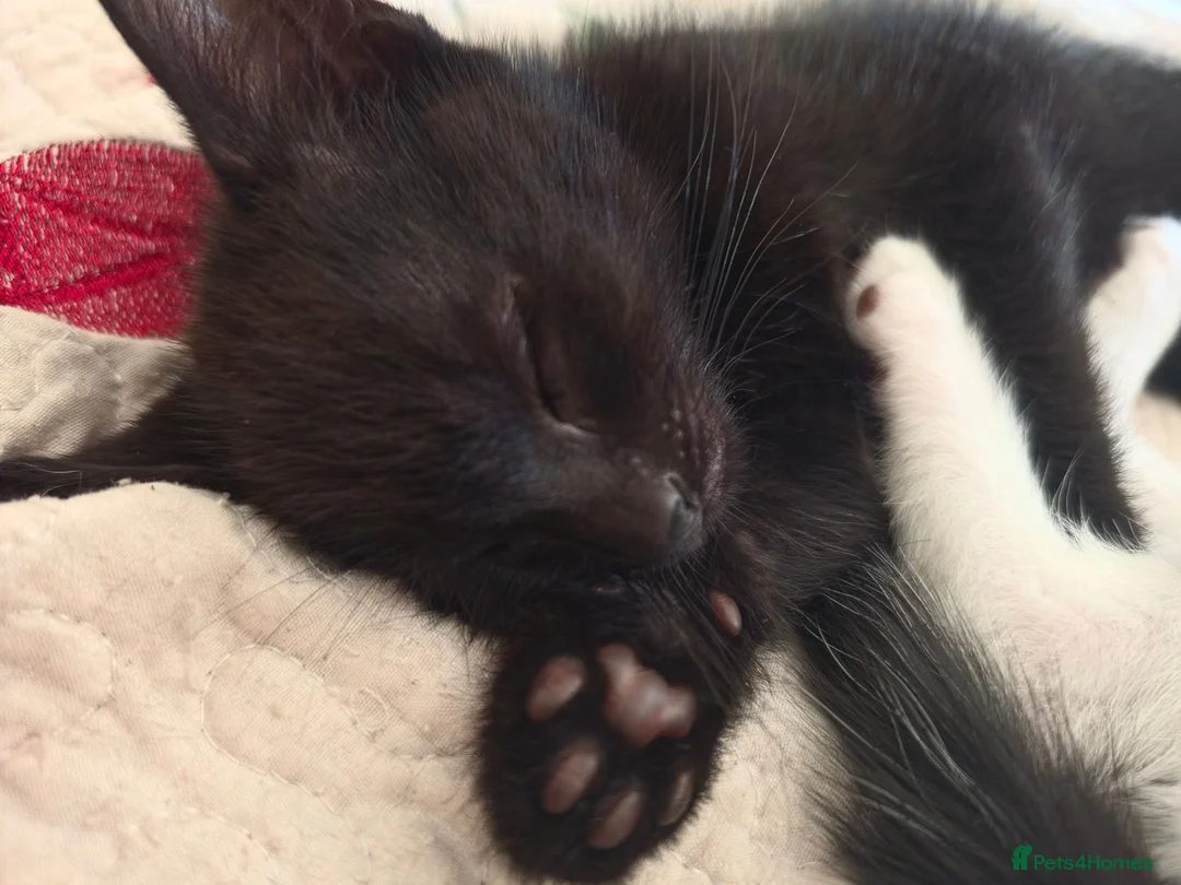 Mixed Breed cats for sale: 3 Brothers Looking For Homes - Advert 13