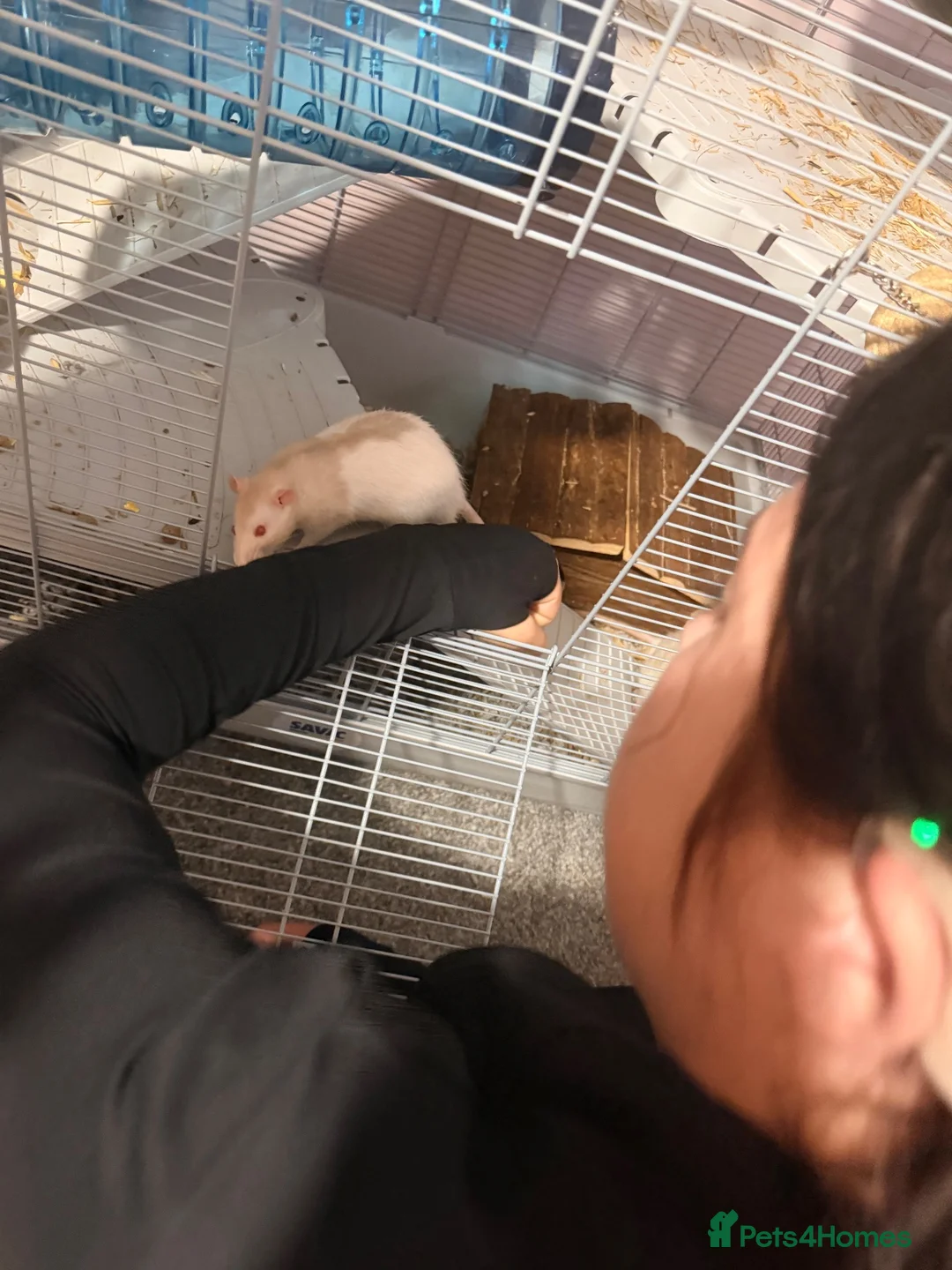 Rat rodents for sale: Two male rats  - Advert 2
