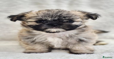 Shih Tzu dogs - Advert 10