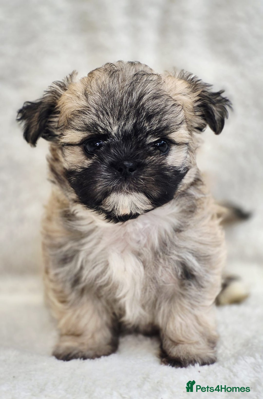 Shih Tzu dogs for sale: Gorgeous Small Imperial Shih tzu puppies READY - Image 3
