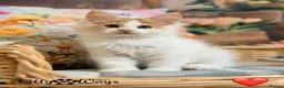 Maine Coon cats for sale: 🐾🦁 *TICA REG* GINGER MAINE COON KITTENS🦁🐾 - Advert 16