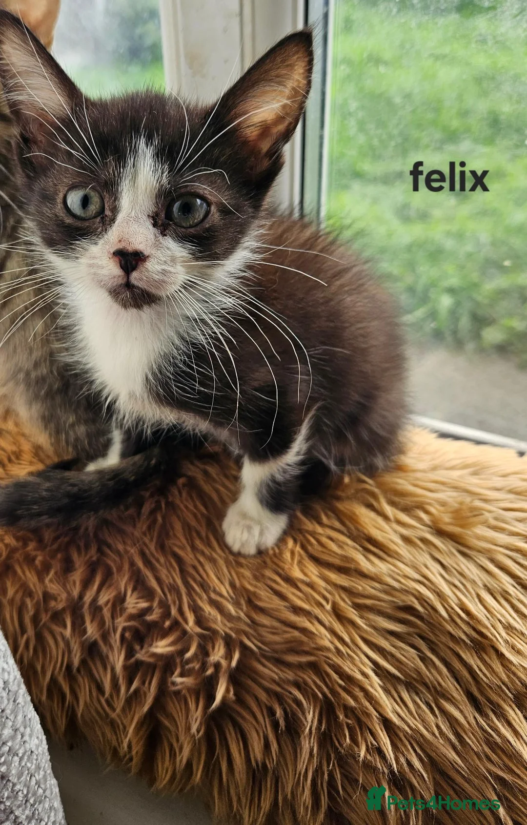 Mixed Breed cats for sale: Beautiful kittens looking for there forever homes - Advert 8