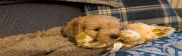 Cavapoo dogs for sale: Cavapoo puppies for sale - Advert 25
