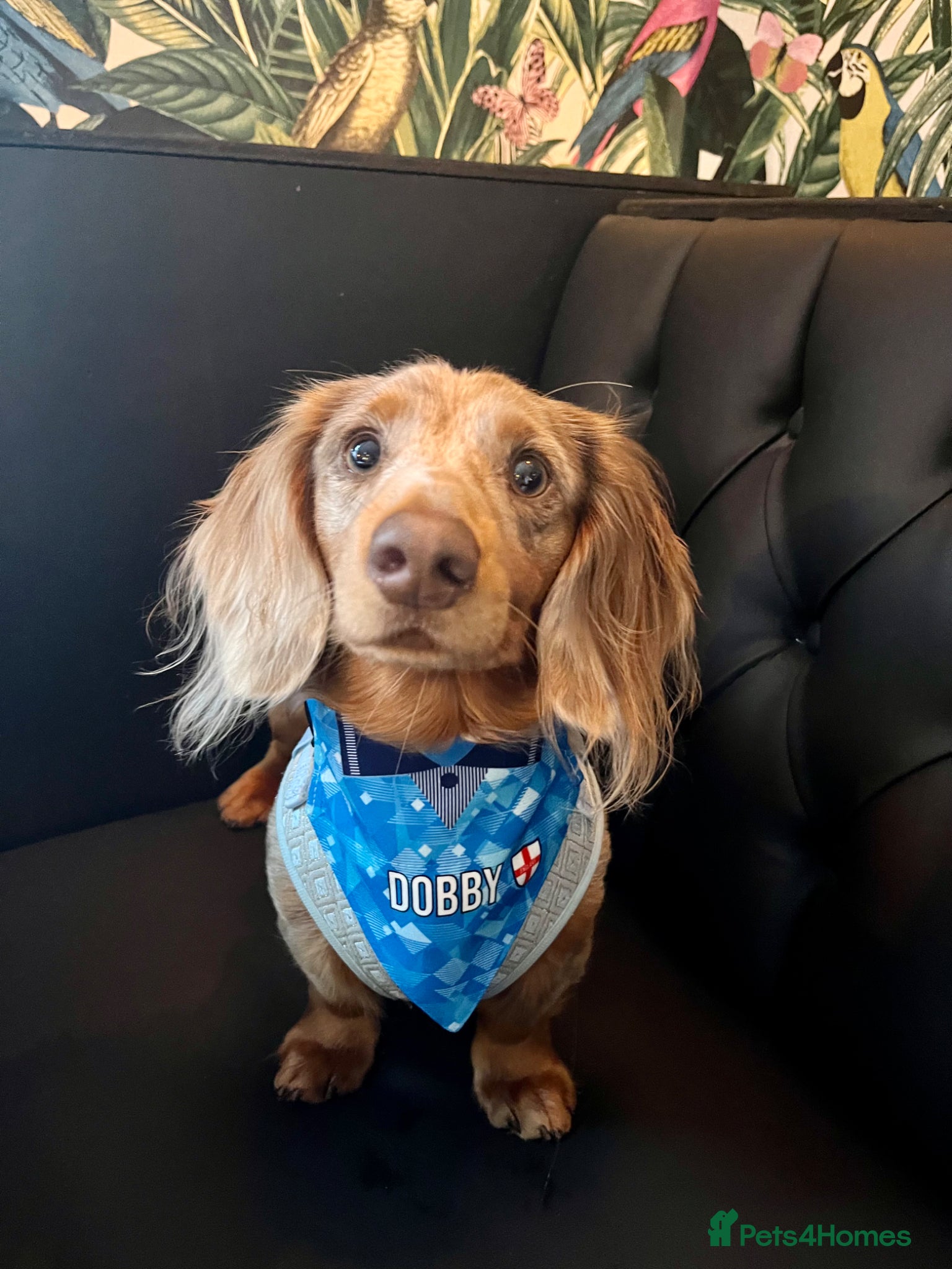 Miniature Dachshund dogs for stud: Dobby £0 - Advert 3