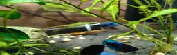 Bettas fish for sale: Bettas / Fighters mix beautiful blues & tempered  in Yelverton - Advert 7