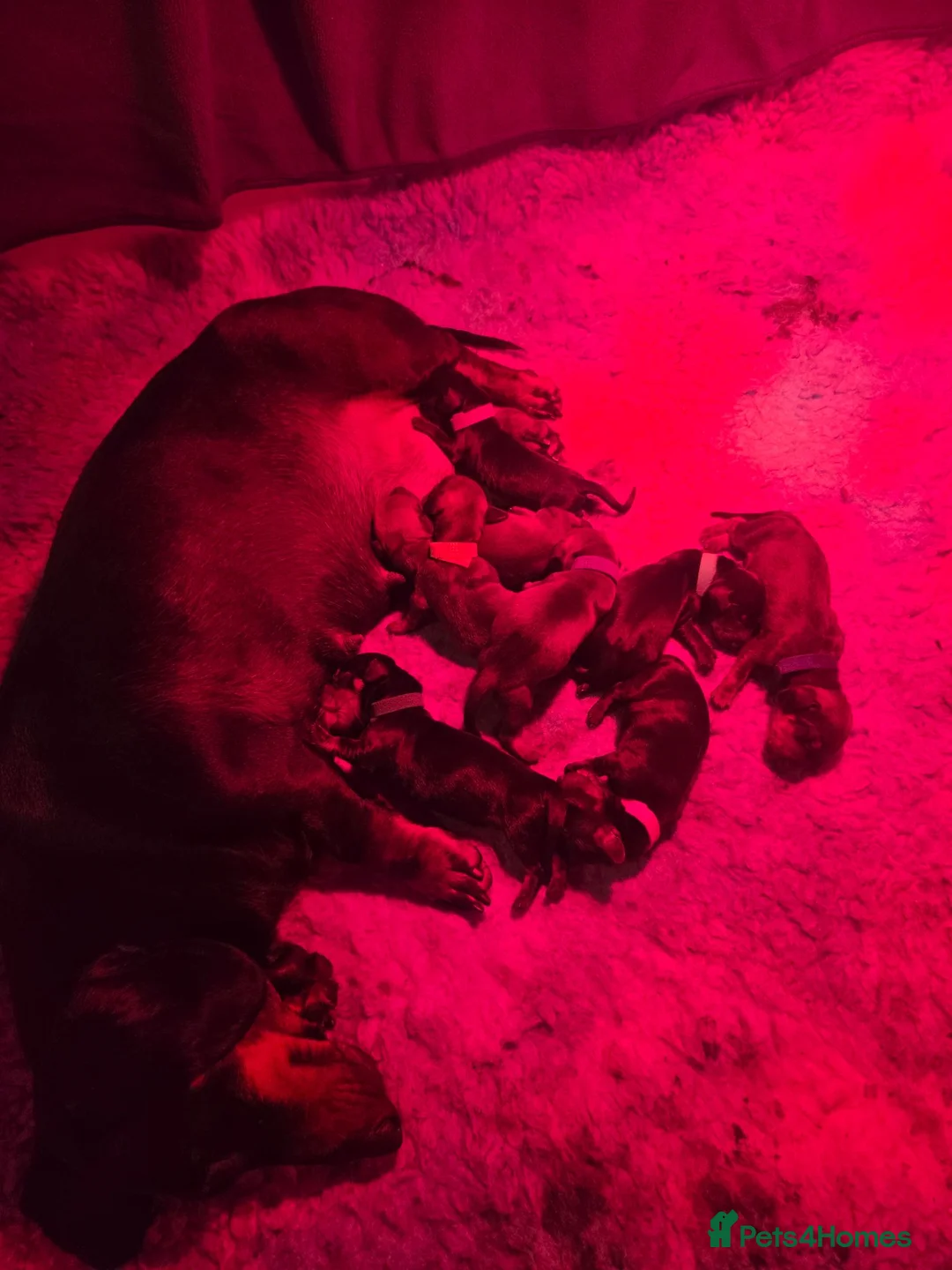 Dachshund dogs for sale: 5 kc standard smooth dachshunds  - Advert 2