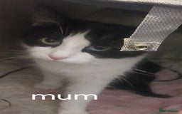 Domestic Shorthair cats for sale: Black female kitten  - Image 5