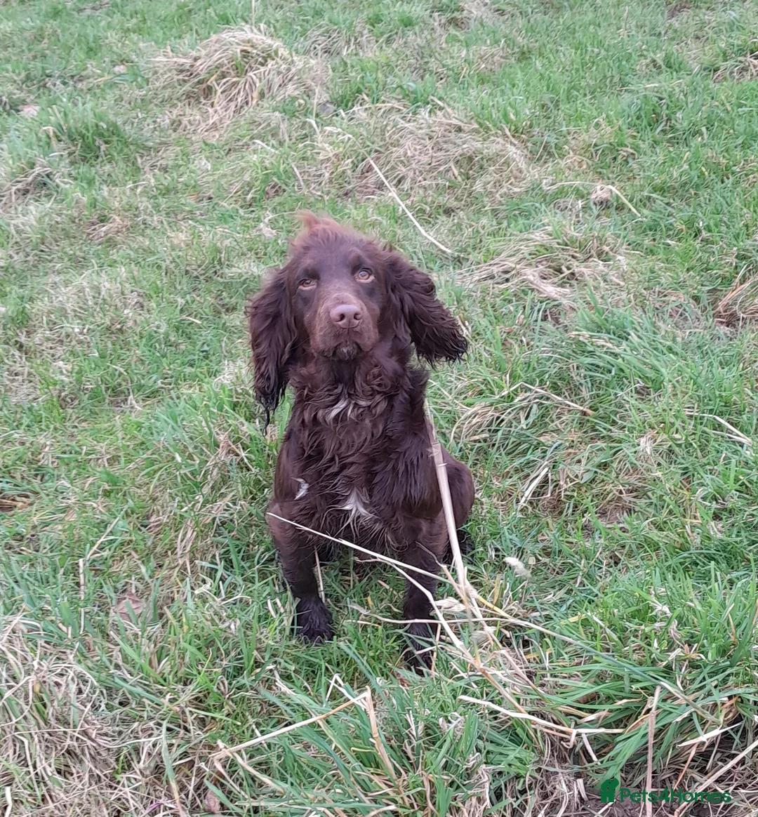 Cocker Spaniel dogs for stud: Health Tested Proven K C Registered FTCH x OFTW - Advert 2