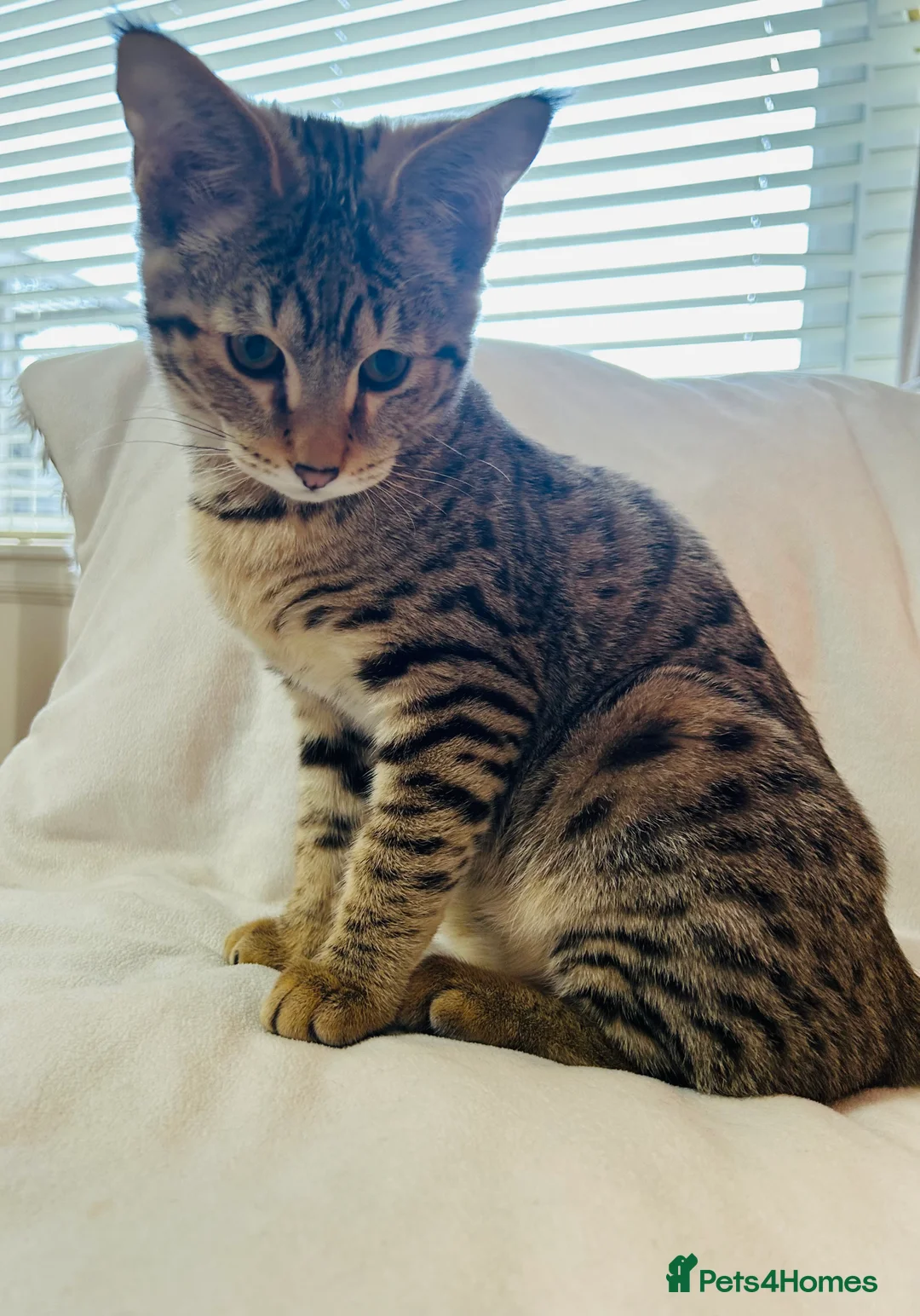 Savannah cats for sale: ✨ Special F2 Savannah Female ✨ - Advert 3