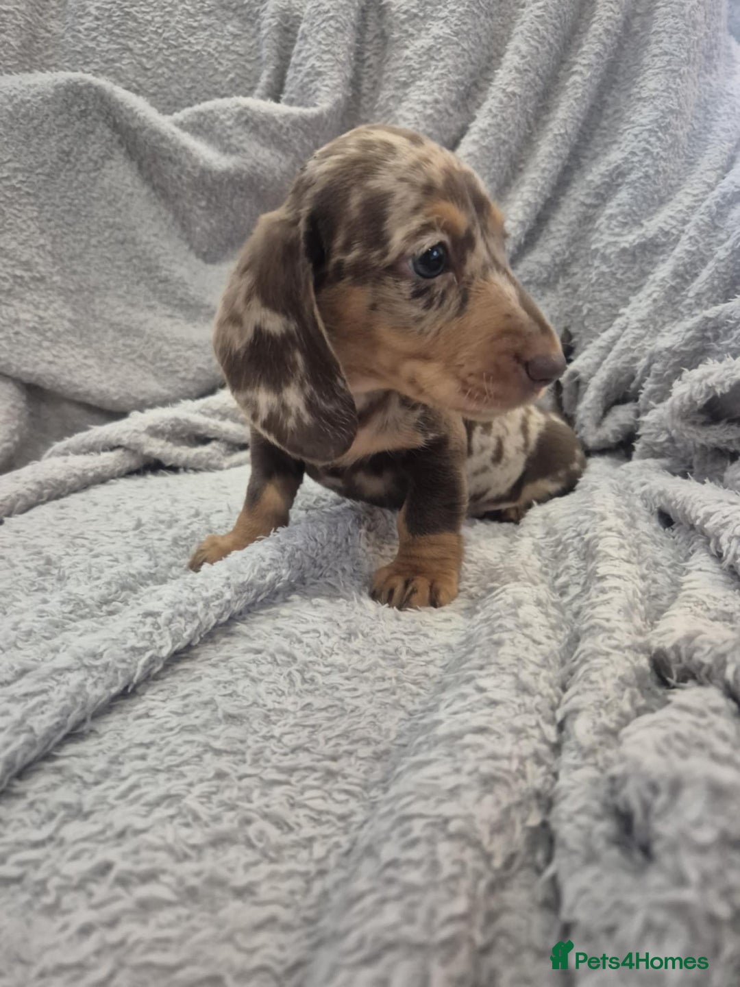 Miniature Dachshund dogs for sale: Kc dachshund babies ready next week - Image 26